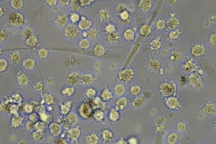 Harvest cells-1.png