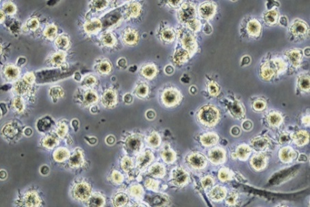 Harvest cells-4.png